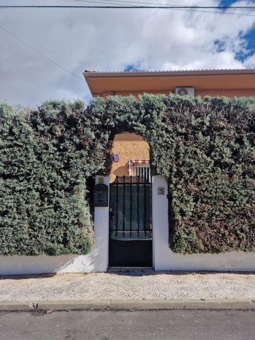 Primera Planta Completa, El Álamo Esterno foto