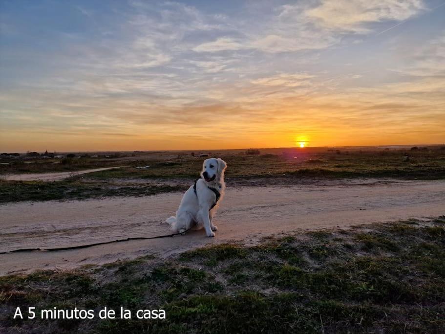 Primera Planta Completa, El Álamo Esterno foto