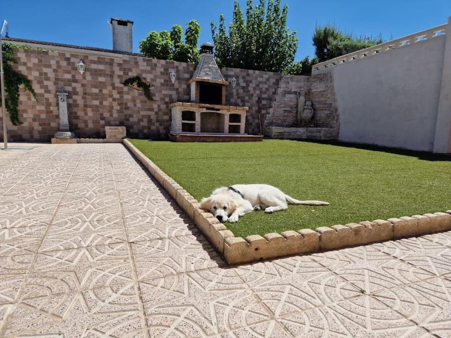 Primera Planta Completa, El Álamo Esterno foto